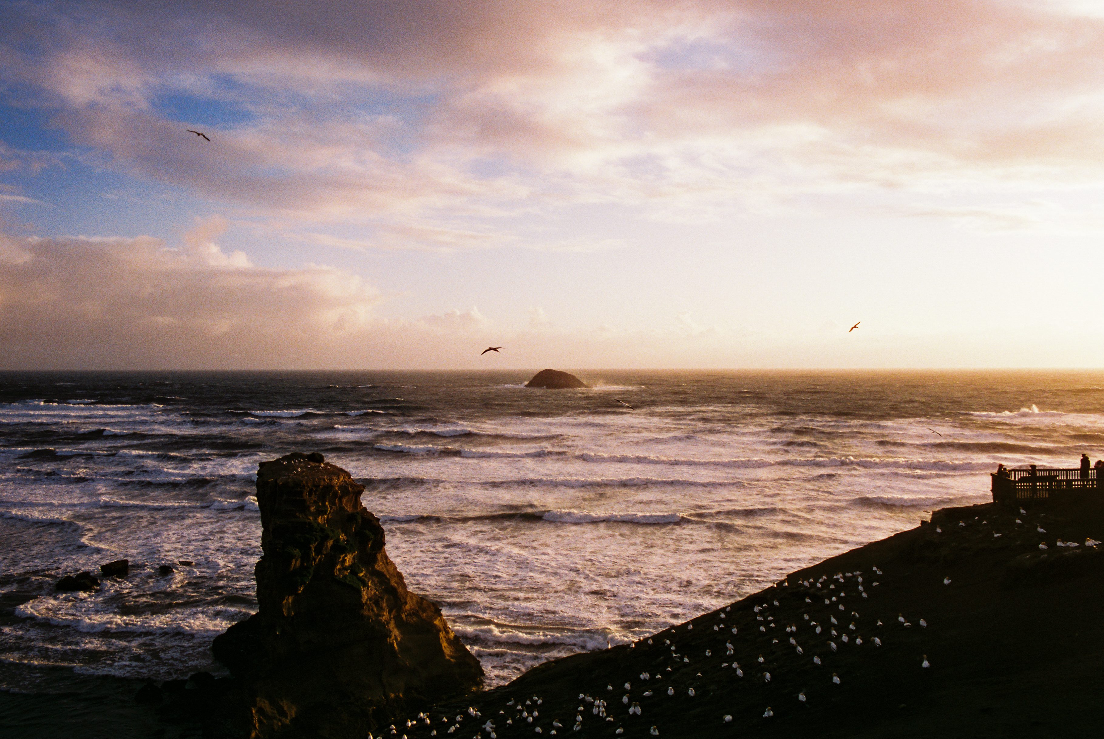 Muriwai