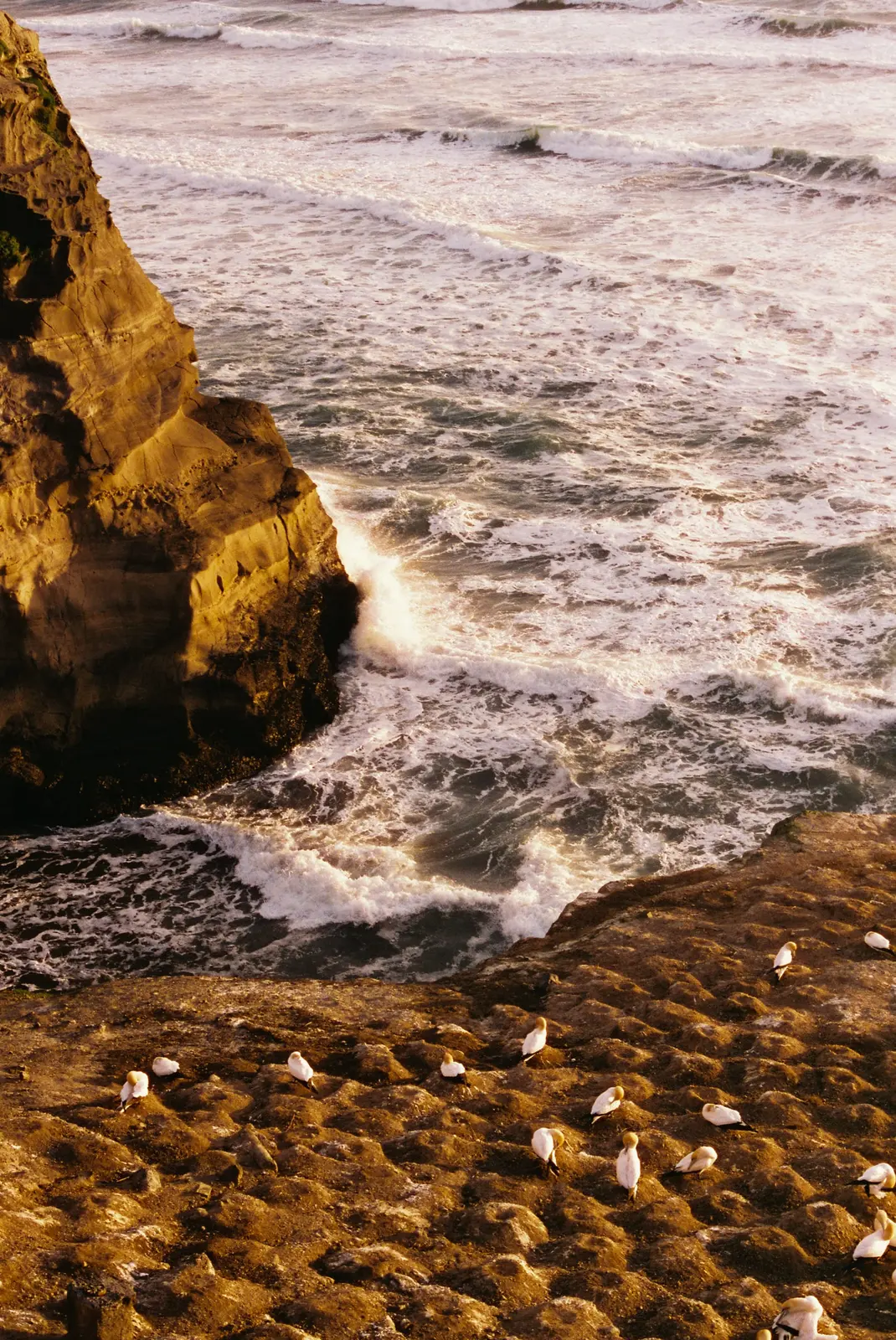 Muriwai, photo 2 of 3